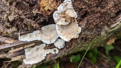 Heterobasidion orientale