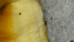 Heterobasidion orientale