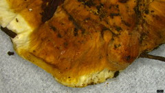 Heterobasidion orientale