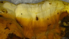 Heterobasidion orientale