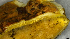 Heterobasidion orientale