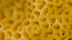Heterobasidion orientale