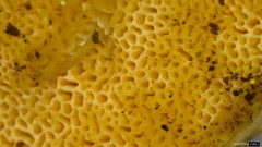Heterobasidion orientale