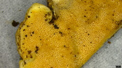 Heterobasidion orientale