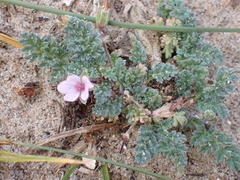 Erodium lebelii