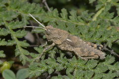 Eumigus cucullatus