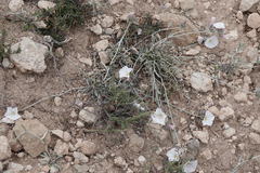 Convolvulus lanuginosus