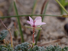 Erodium lebelii