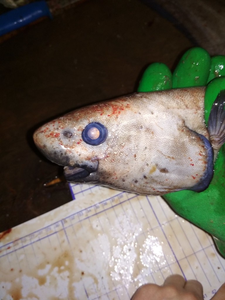 Snubnosed Spiny Eel
