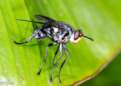 Hermyini