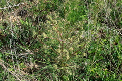 Trinia multicaulis