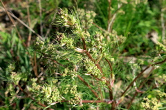 Trinia multicaulis