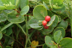 Wikstroemia retusa