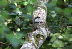 Apalis thoracica claudei