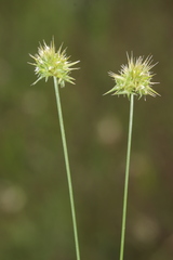 Echinaria capitata