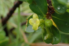 Wikstroemia retusa