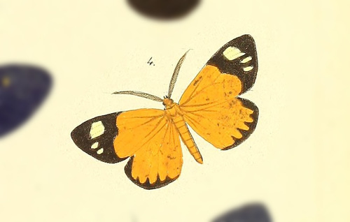 Stenele aletis
