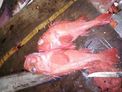 Sebastolobus macrochir