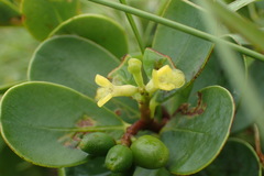 Wikstroemia retusa