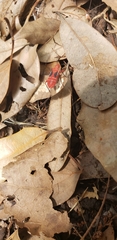 Dysdercus suturellus
