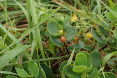Wikstroemia retusa