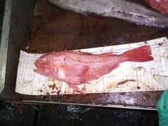 Sebastolobus macrochir