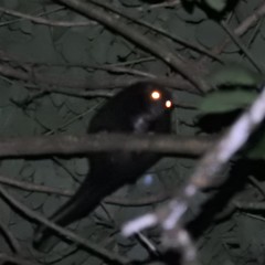 Pseudochirulus herbertensis