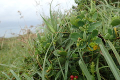 Wikstroemia retusa