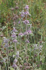 Marrubium supinum