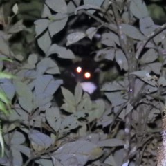 Pseudochirulus herbertensis