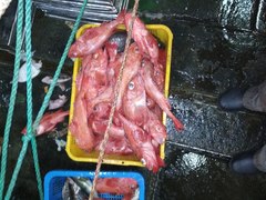 Sebastolobus macrochir