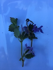 Glechoma hederacea