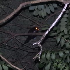 Pseudochirulus herbertensis