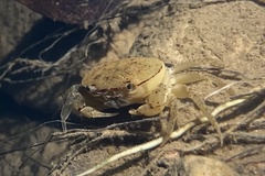 Austrothelphusa transversa