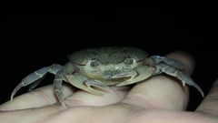 Austrothelphusa transversa