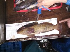 Hexagrammos lagocephalus