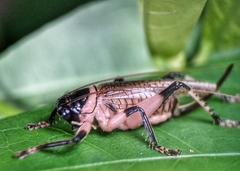 Caustogryllacris podocausta