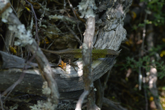 Lacerta schreiberi