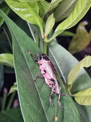 Caustogryllacris podocausta