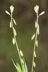 Polygala monspeliaca