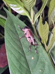 Caustogryllacris podocausta