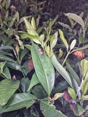 Caustogryllacris podocausta