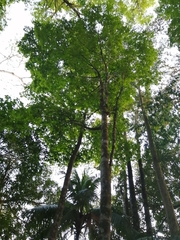 Platymiscium curuense