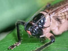 Caustogryllacris podocausta