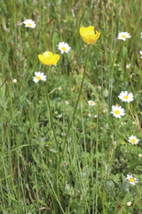 Ranunculus bulbosus aleae