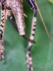 Caustogryllacris podocausta