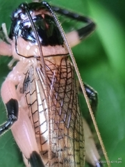 Caustogryllacris podocausta