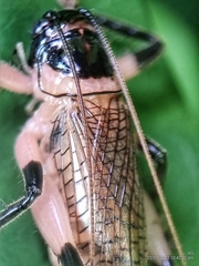 Caustogryllacris podocausta