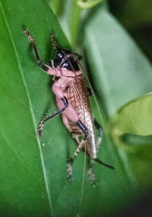Caustogryllacris podocausta