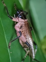 Caustogryllacris podocausta